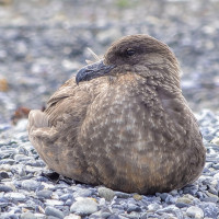Chilean Skua